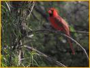 Southwest <BR>Northern Cardinal