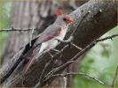 Female<BR>Northern Cardinal