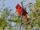 Eastern<BR>Northern Cardinal