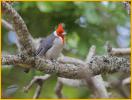 Red-crested Cardinal