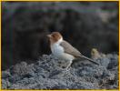 Juvenile <BR>Yellow-billed Cardinal