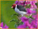 Yellow-billed Cardinal