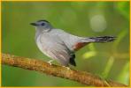 Gray Catbird