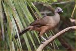 Plain Chachalaca