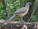 Juvenile<BR>Plain Chachalaca