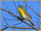 Western <BR>Yellow-breasted Chat