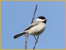 Carolina Chickadee