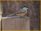 Rocky Mountains<BR>Mountain Chickadee