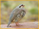 Chukar