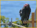 California Condor