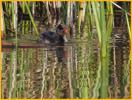 American Coot Chick