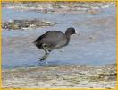 Juvenile Hawaiian Coot