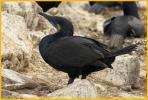 Brandt's Cormorant