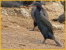 Female <BR>Brandt's Cormorant