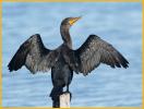 Double-crested Cormorant