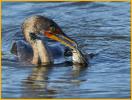 Double-crested Cormorant