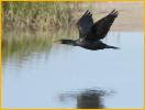 Double-crested Cormorant