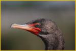 Double-crested Cormorant