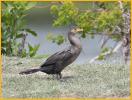 Juvenile <BR>Neotropic Cormorant