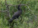 Neotropic Cormorant