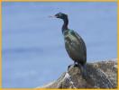 Pelagic Cormorant