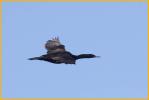 Pelagic Cormorant