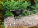 Female Eastern <BR>Bronzed Cowbird