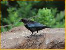 Bronzed Cowbird