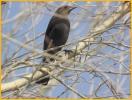 Female Western <BR>Bronzed Cowbird