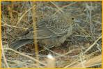 Juvenile Interior West <br>Brown-headed Cowbird