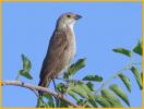 Female Pacific <BR>Brown-headed Cowbird