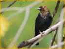 Pacific <BR>Brown-headed Cowbird