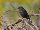 Interior West <BR>Brown-headed Cowbird