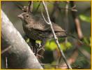 Juvenile Eastern <BR> Brown-headed Cowbird