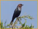 Eastern<BR>Brown-headed Cowbird