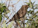 Female Interior West<BR>Brown-headed Cowbird