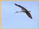 Greater Sandhill Crane