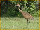 First Summer Greater<BR>Sandhill Crane