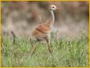 Sandhill Crane Chick