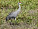 Greater<BR>Sandhill Crane