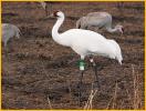 Whooping Crane