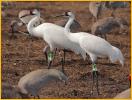 Whooping Cranes