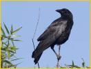 American Crow