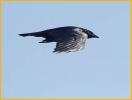 Fish Crow