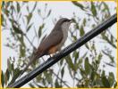 Mangrove Cuckoo