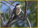 Yellow-billed Cuckoo