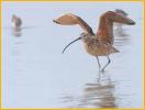 Long-billed Curlew