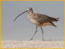 Long-billed Curlew