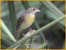 First Spring Female <BR>Dickcissel