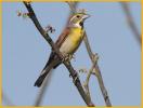 Dickcissel